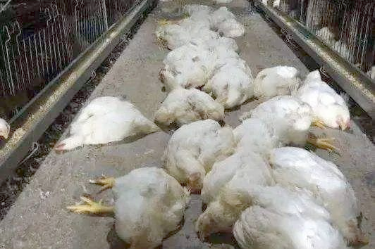 维多利亚老品牌vic(中国游)官方网站